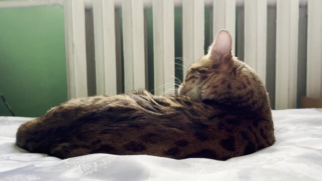 Bengal cat licking itself lying on the bed near the radiator.. Winter time, cold weather. Horizontal video. Relaxed cat