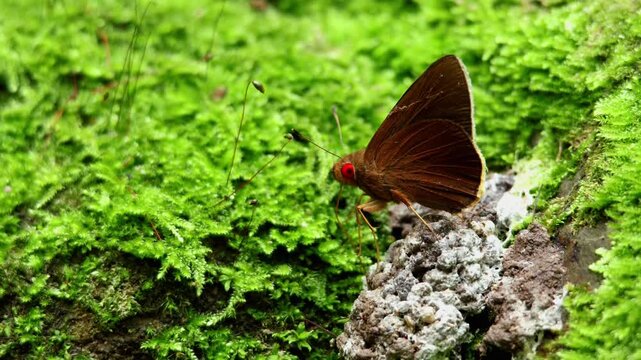 Common redeye butterfly mineral feeding behavior. Eye-level wildlife video showing a common redeye butterfly (Matapa aria) feeding on minerals and nutrients from bird droppings on the forest floor.