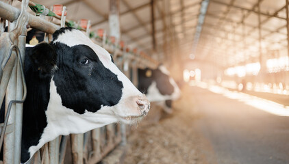 Holstein cows in sunlit barn interior with natural lighting and metal fencing © Parilov