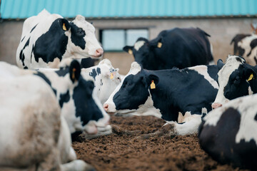 Holstein cows relaxing on farmyard with blue barn roof in background © Parilov