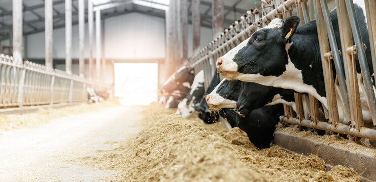 Banner modern meat and milk production or livestock industry. Cows holstein eating hay in cowshed on dairy farm with sunlight in barn.