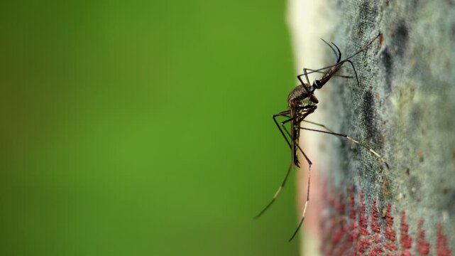 Elephant mosquito resting in forest habitat. Closeup video featuring a non-biting elephant mosquito resting naturally in a forest environment during the monsoon season in Himachal Pradesh, India.