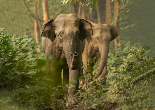 Asian Elephant