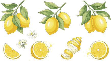 Watercolor lemon branch collection with slices, peel and blossoms, fresh citrus botanical summer fruit vector illustration © sahajahan