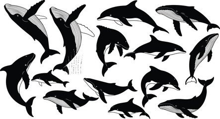 Black silhouette whales and dolphins vector set, marine mammals collection, ocean wildlife illustration isolated on white background design © Nayan Stock