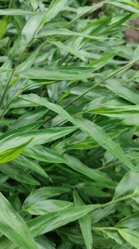 Fresh green ginger leaves blowing in the wind in a tropical garden. Close up, nature, leaf background.