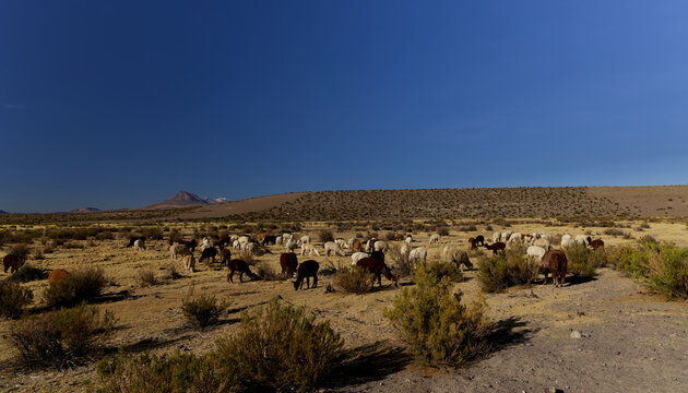 Stunning landscape of Volcan Isluga National Park, Chile