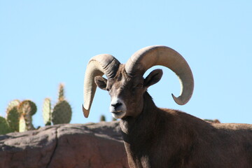 Obraz premium Mexican bighorn sheep at a local zoo