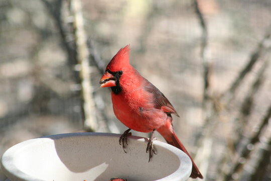 A northern cardinal at a local zoo