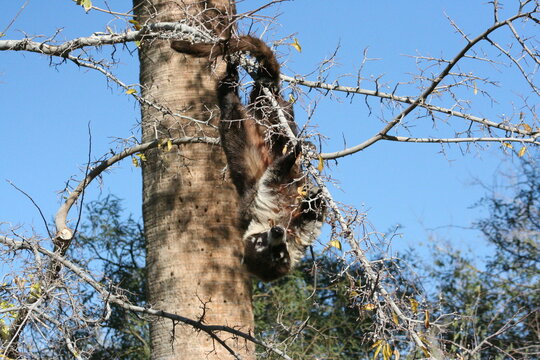 A White-nosed coati at a local zoo