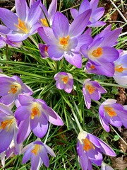 Krokus Bl&uuml;ten