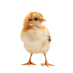 Obraz premium Small Chick Standing Alone on a White Background in a Well-Lit Space