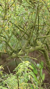 Obovoid Bladderpod, Cleomella Arborea Variety Arborea, a mesmeric native synoecious shrub displaying aging angled dense overlapping lichenous branches during Spring in Coastal Los Angeles County.