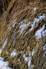 Close-up of Golden Hay and Dry Straw Partially Covered with Fresh Winter Snow, Agricultural Background Showing Forage Storage in Cold Weather