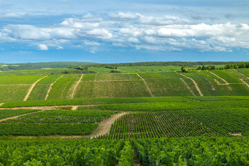 Chablis vineyards covering rolling hills in Bourgogne Franche Comte