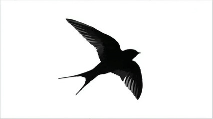 Fototapeta premium Swallow Silhouette Soaring Against White Background