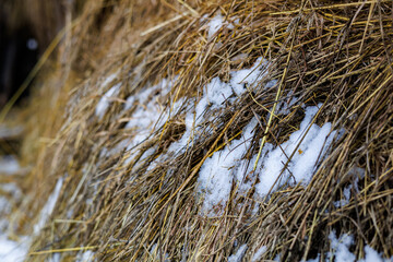 Close-up of Golden Hay and Dry Straw Partially Covered with Fresh Winter Snow, Agricultural Background Showing Forage Storage in Cold Weather