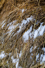 Close-up of Golden Hay and Dry Straw Partially Covered with Fresh Winter Snow, Agricultural Background Showing Forage Storage in Cold Weather