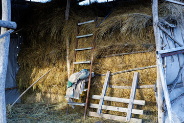 Close-up of Golden Hay and Dry Straw Partially Covered with Fresh Winter Snow, Agricultural Background Showing Forage Storage in Cold Weather