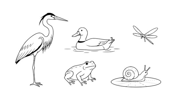 Minimalist black and white pond life sketch vector set with heron, duck, frog, fish, dragonfly, and snail