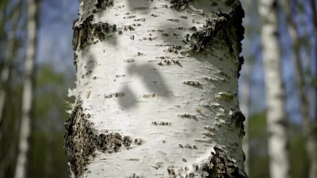 Captivating close-up shot of a birch tree, focusing on the rough texture of its bark, revealing a pattern of speckled details.