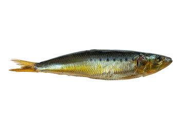 Fototapeta premium Isolated Close-Up of a Fresh Sardine with Shiny Scales on Transparent Background