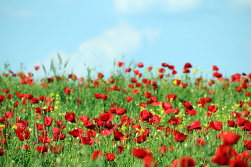 Fototapeta premium Poppies flower meadow, countryside landscape, springtime
