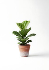 Fototapeta premium Fiddle Leaf Fig Plant in Terracotta Pot, Isolated on White, Interior Decor
