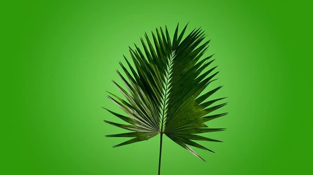 Palm leaf opens up slowly revealing its full fan shape with green background motion
