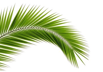 Obraz premium Palm Leaf Isolated on White Background, Tropical Green Foliage