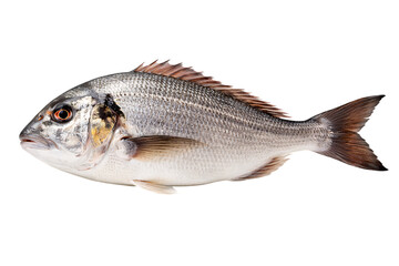 A fresh sea bream fish isolated on a transparent background for culinary or seafood related uses
