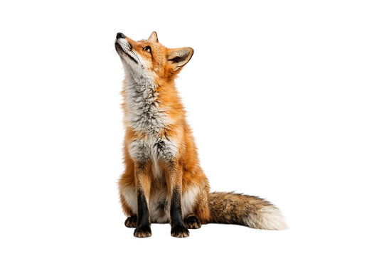 Red fox sitting and looking up with its mouth open isolated on transparent background