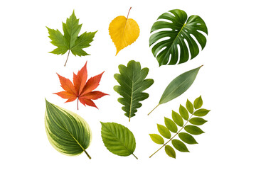 Obraz premium Png collection of autumn leaves with various shapes and colors isolated on transparent background. concept of fall foliage, seasonal decor, nature elements for design.