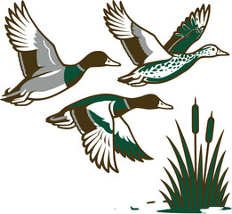 Obraz premium vector illustration of a birds (mallards ) take off , wetland 