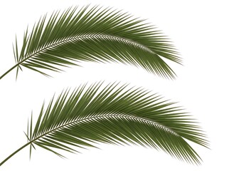 Obraz premium Palm Leaves Isolated on White Tropical Green Foliage, Summer Background