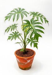 Obraz premium Philodendron Selloum Plant in Pot, Indoor Houseplant, White Background