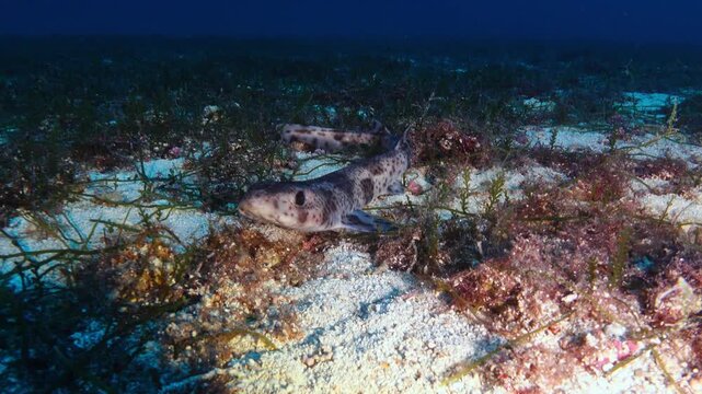 Catshark or dogfish  - Deep sea life 