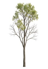 Obraz premium Tree Isolated on White Green Leaves, Bare Branches, Cutout, Nature Background