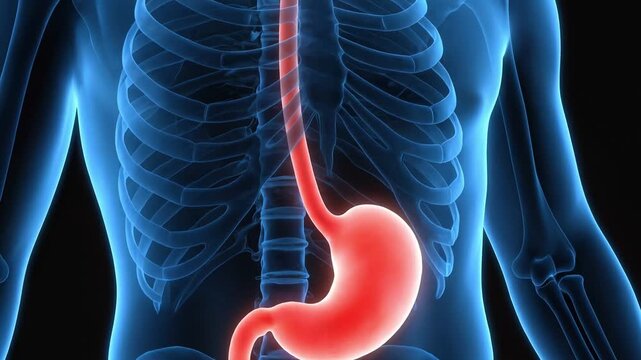 Esophagus and Stomach Anatomy X-ray