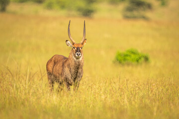Male defassa waterbuck standing staring at camera