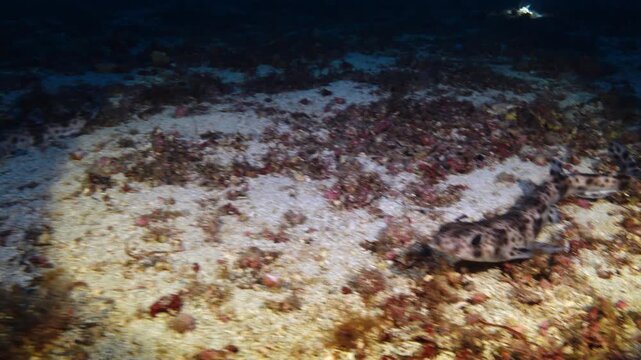 Two catshark in deep black water - Marine life
