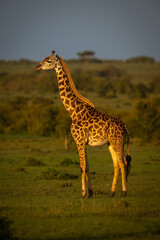 Obraz premium Masai giraffe stands in grassland in profile