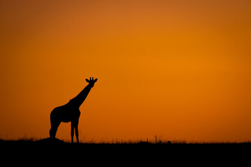 Masai giraffe stands in profile at sunrise