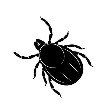 A black and white illustration of a tick a small arachnid parasite