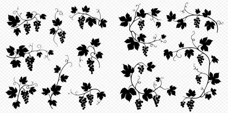 Set of grape vine branches with leaves and berries, decorative elements for wine and food design.