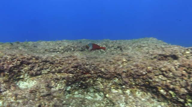 Red parrot fish (Sparisoma cretense) - Scuba diviing in Majorca