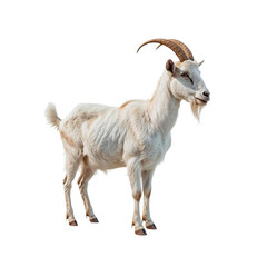 Obraz premium Goat Standing on White Background With Detailed Features and Prominent Horns