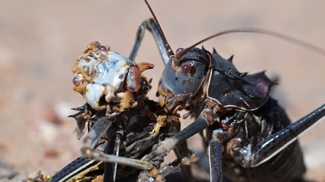 Armoured ground cricket, Acanthoplus discoidalis, cannibalism, large, thick-bodied, wingless cricket, omnivorus, it bites, squirts its acrid-smelling blood, vomits its stomach contents, 