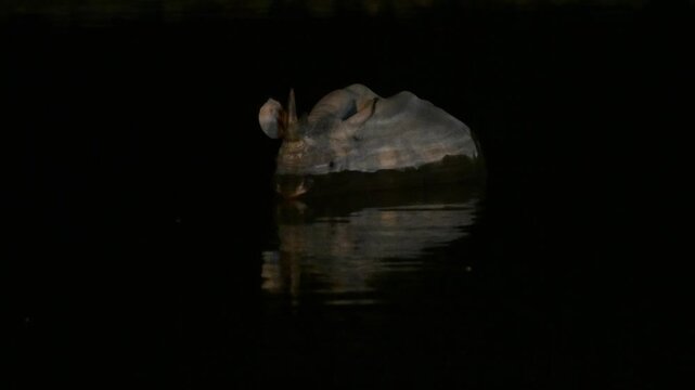 black rhinoceros bathing at night, black,  rhinoceros,  bathing, night, reflection , light, dark, night, bath, pool, Etosha, Namibia, Diceros bicornis, Hooked-lipped rhinoceros
