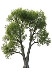 Obraz premium Isolated Tree Cutout - Lush Green Foliage on White Background